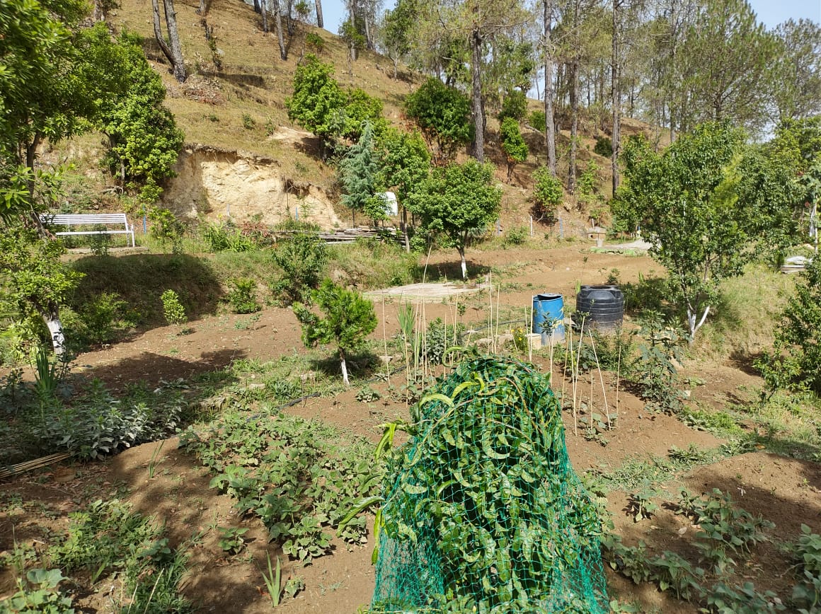 White peak homestay, Khirsu, Uttarakhand