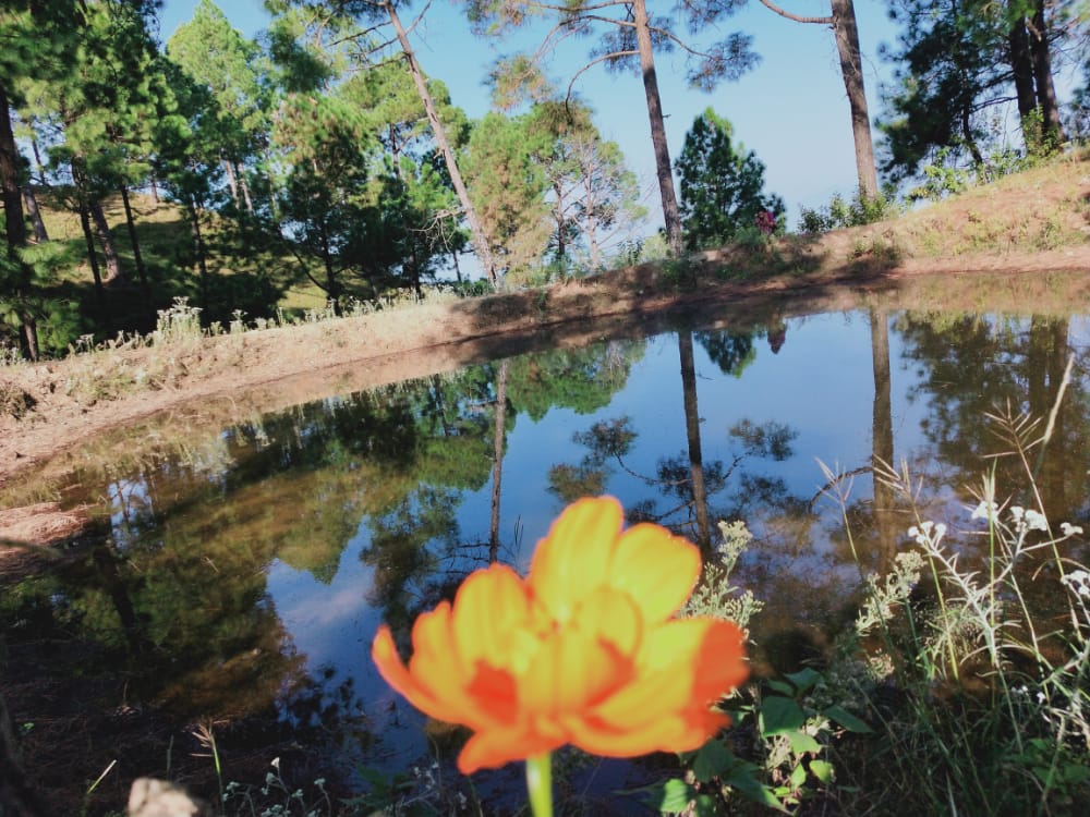 White peak homestay, Khirsu, Uttarakhand