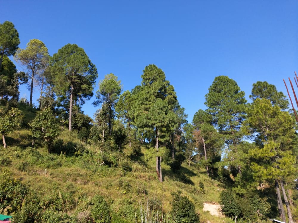 White peak homestay, Khirsu, Uttarakhand
